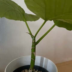 観葉植物　2苗セットの画像