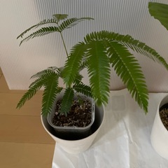 観葉植物　2苗セットの画像