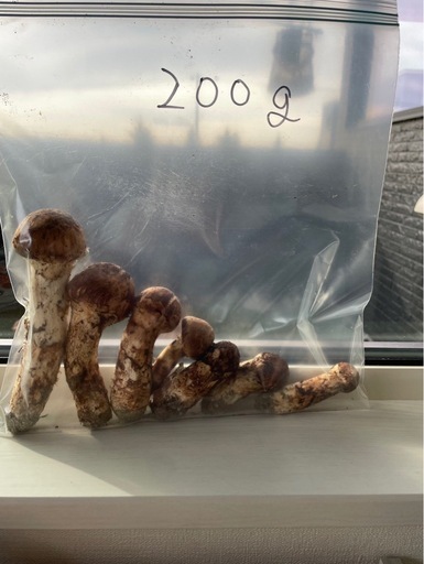 北海道産(穂別産)松茸　9月29日(月)午後採れ