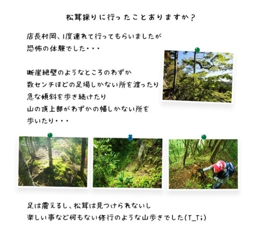 北海道産(穂別産)松茸　9月29日(月)午後採れ