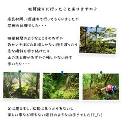 北海道産(穂別産)松茸　9月29日(月)午後採れの画像
