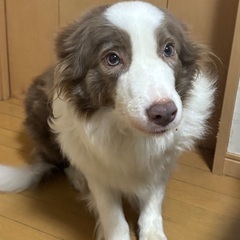 ボーダーコリー七歳メス