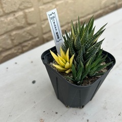 ハオルチア　鼓笛錦  多肉植物
の画像