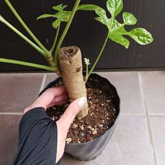 希少★4 トラベシア　トレベシア パルマータ　5号　観葉植物　レア植物　の画像