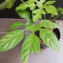 希少★4 トラベシア　トレベシア パルマータ　5号　観葉植物　レア植物　の画像