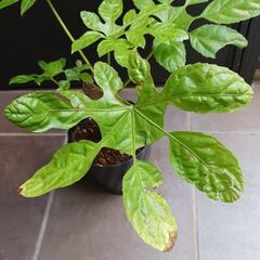 希少★4 トラベシア　トレベシア パルマータ　5号　観葉植物　レア植物　の画像