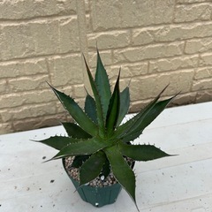 アガベチタノタ　ホリダ　多肉植物の画像