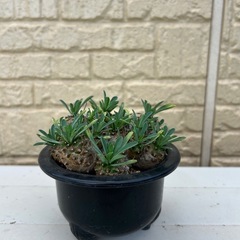 ユーフォルビア　峨眉山（がびざん）   塊根植物　
観葉植物の画像