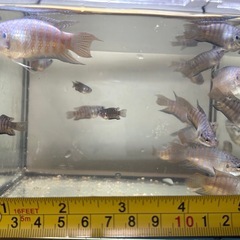 琉球闘魚＝パラダイスフィッシュ＝タイワンキンギョの画像