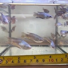 琉球闘魚＝パラダイスフィッシュ＝タイワンキンギョの画像