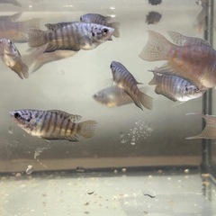 琉球闘魚＝パラダイスフィッシュ＝タイワンキンギョの画像