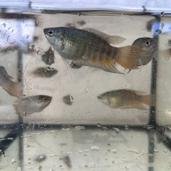 琉球闘魚＝パラダイスフィッシュ＝タイワンキンギョの画像