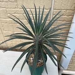 パキポディウム　ミケア　　塊根植物　観葉植物 の画像