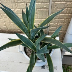 アガベ　品種不明  観葉植物
の画像