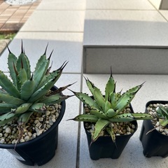 いろんな種類③　アガベの画像