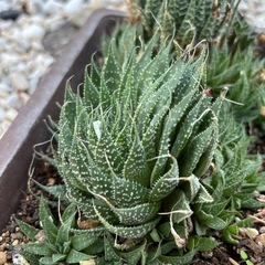アリスタータ 綾錦 アロエ 多肉植物 大株 子株付きの画像
