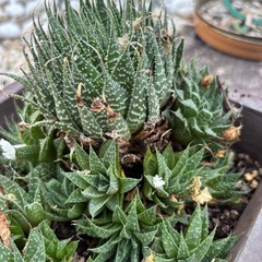 アリスタータ 綾錦 アロエ 多肉植物 大株 子株付きの画像