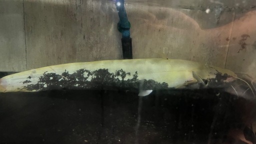 白変　パンダナマズ