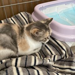 エキゾチックショートヘア　猫　メス　8才 - 横浜市