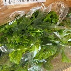 朝取立て　野菜の画像