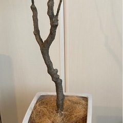 フェイクグリーン（人工観葉植物）の画像