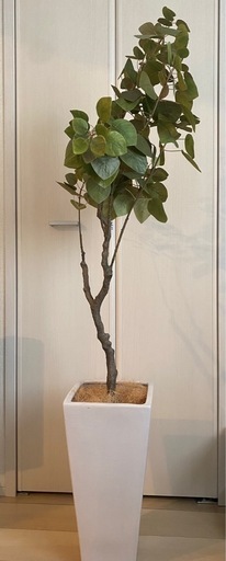 お値下げしました！フェイクグリーン（人工観葉植物）
