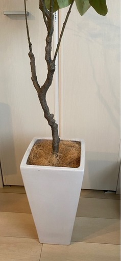 お値下げしました！フェイクグリーン（人工観葉植物）