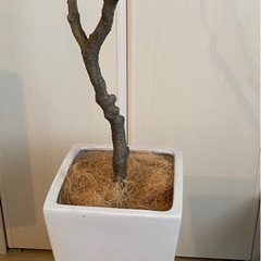 フェイクグリーン（人工観葉植物）の画像