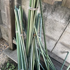 イボたけ竹の画像