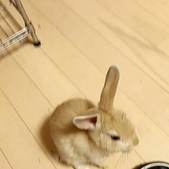 ウサギ