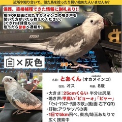 【迷子】オカメインコ(白と灰色)を探しています
