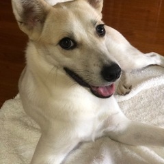大吉くん　里親募集中