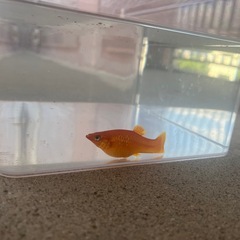 金魚の画像