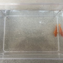 金魚の画像