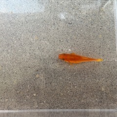 金魚の画像
