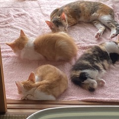 【譲渡完了】子猫の里親募集