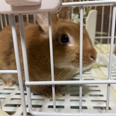 とても人懐れしているうさぎさん