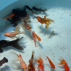 キャリコ出目金♪キャリコ琉金・黒出目金・☆平賀養魚場☆600円~1500円にて販売の画像