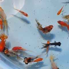 キャリコ出目金♪キャリコ琉金・黒出目金・☆平賀養魚場☆600円~1500円にて販売の画像