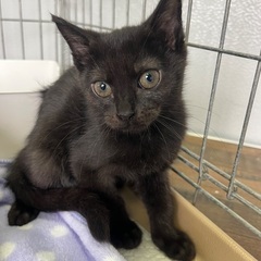 おとなしめの女の子お探しの方！　☆アン 　６ヶ月