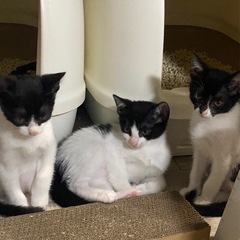 可愛いハチワレ3兄弟🐈‍⬛