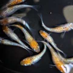 赤炎 メダカ  15匹の画像