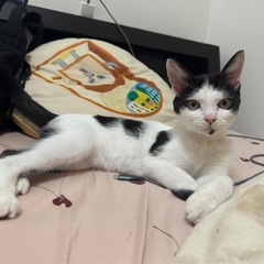 【里親募集】生後4ヶ月の♂︎猫です！