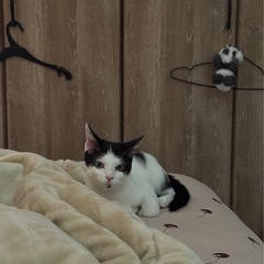 【里親募集】生後4ヶ月の♂︎猫です！ - 北上市