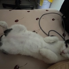 【里親募集】生後4ヶ月の♂︎猫です！ − 岩手県