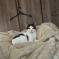 【里親募集】生後4ヶ月の♂︎猫です！ - 猫