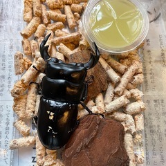 インドアンタエウスオオクワガタの画像