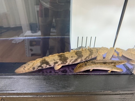 えんどりエンドリケリー