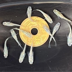 シャンパンゴールドラメメダカ 幼魚10匹 ※2025年生まれの画像
