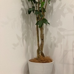 フェイクグリーン(造花)の画像